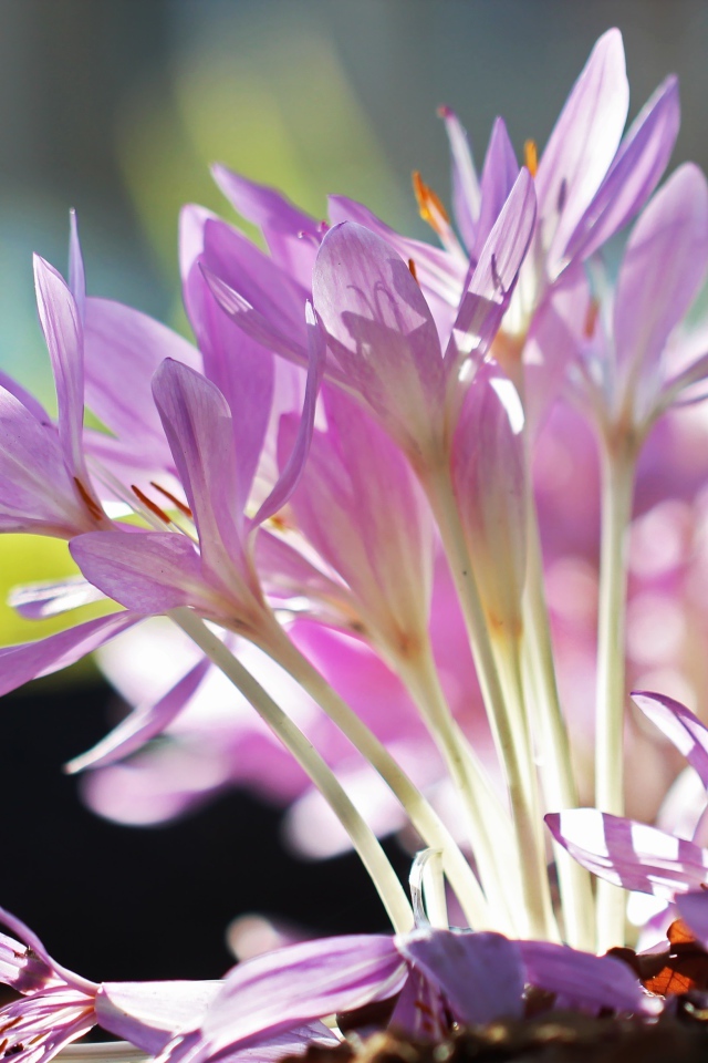 Сиреневые нежные весенние цветы крокусы крупным планом