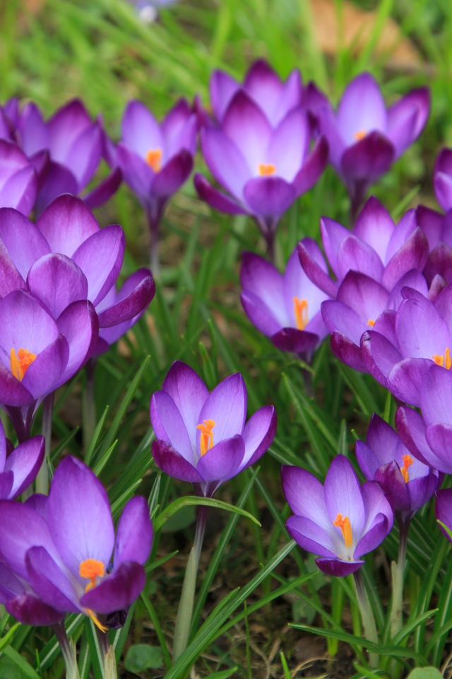 Сиреневые нежные весенние цветы крокусы