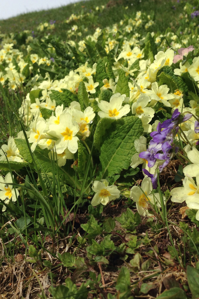 Маленькие первоцветы желтые цветы примулы