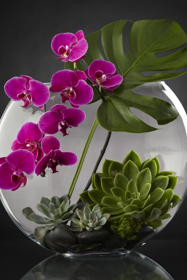 Живой аквариум с цветами орхидеи на сером фоне