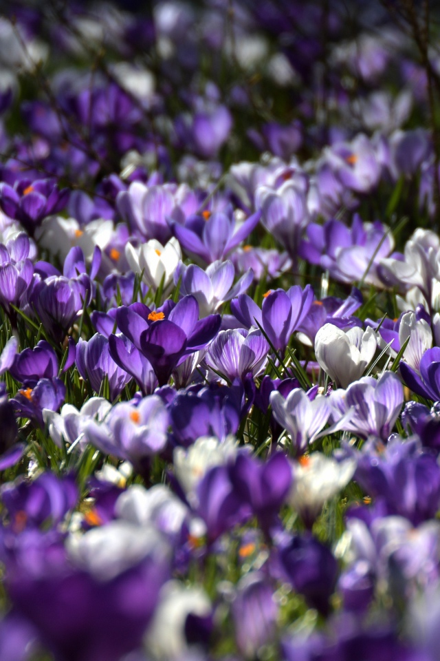 Много красивых разноцветных крокусов