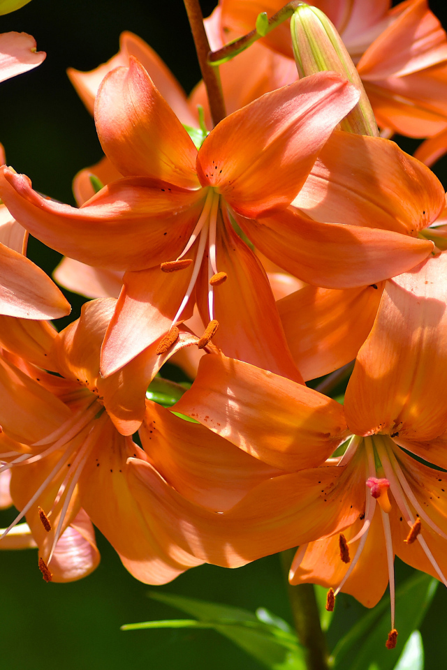 Много красивых оранжевых лилий в лучах солнца