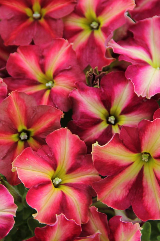 Много красивых розовых цветов петунии 