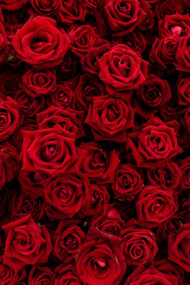 Много красивых красных роз крупным планом