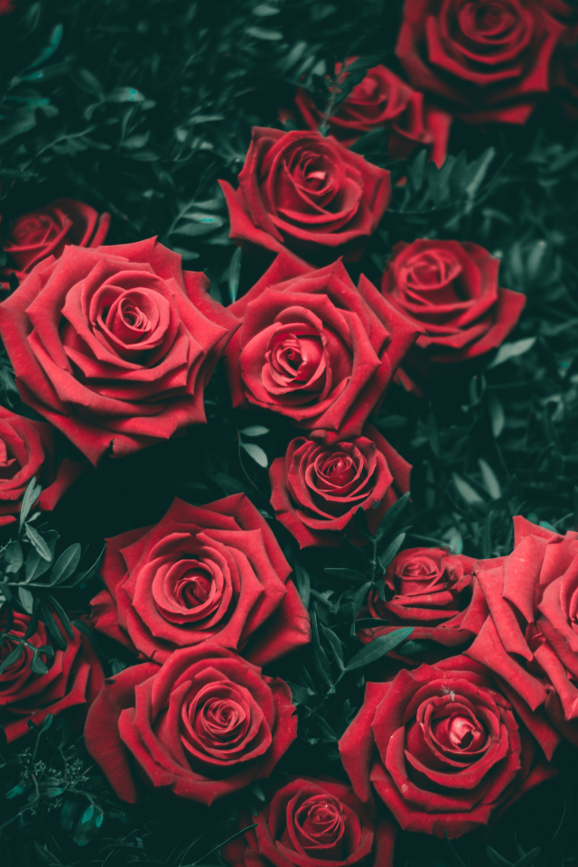 Много красивых алых роз на клумбе