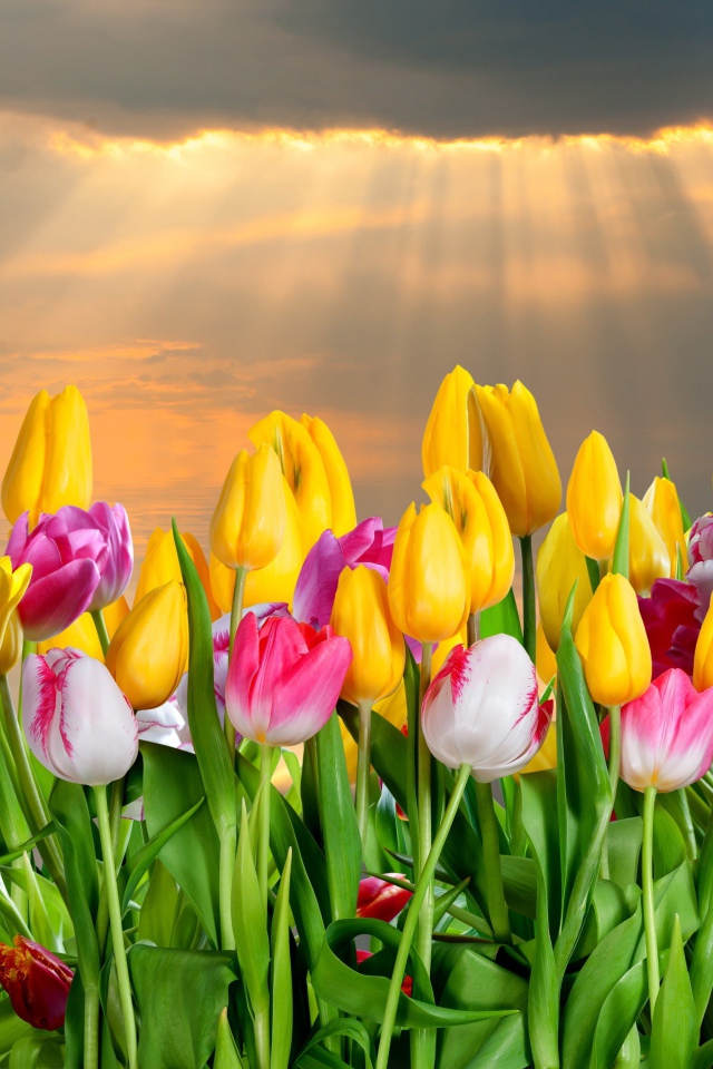 Много красивых тюльпанов под небом