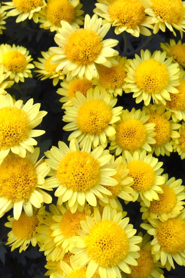 Много красивых желтых хризантем крупным планом
