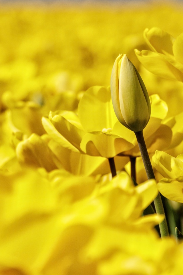 Много красивых желтых тюльпанов крупным планом