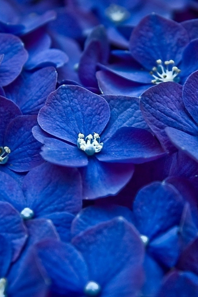 Много синих цветов гортензии крупным планом