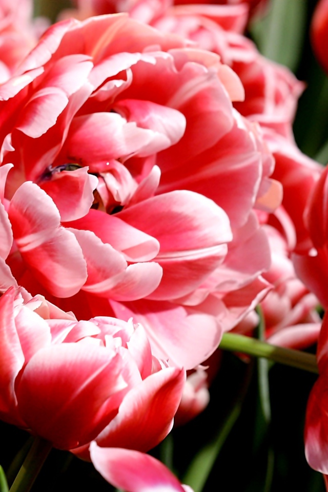 Много розово-белых тюльпанов крупным планом