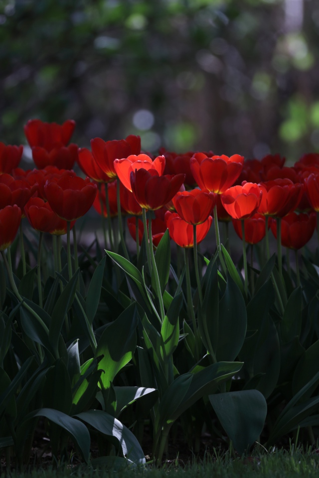 Много красных тюльпанов в  тени 