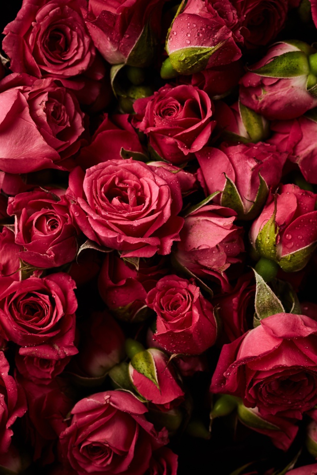 Много сорванных красных роз в каплях росы