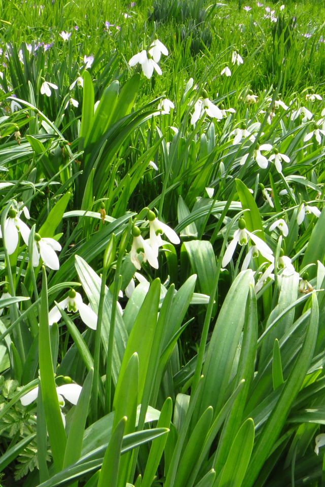 Много белых подснежников с зелеными листьями