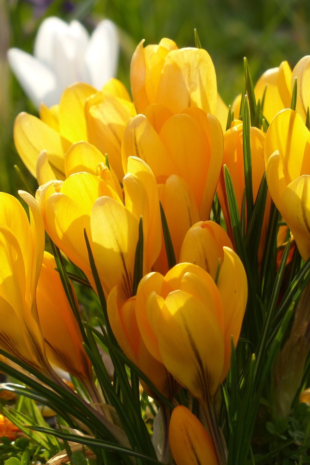 Много желтых весенних цветов крокусов