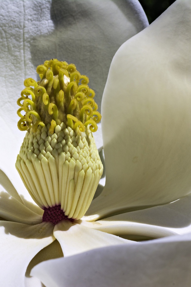 Середина белого цветка магнолии крупным планом