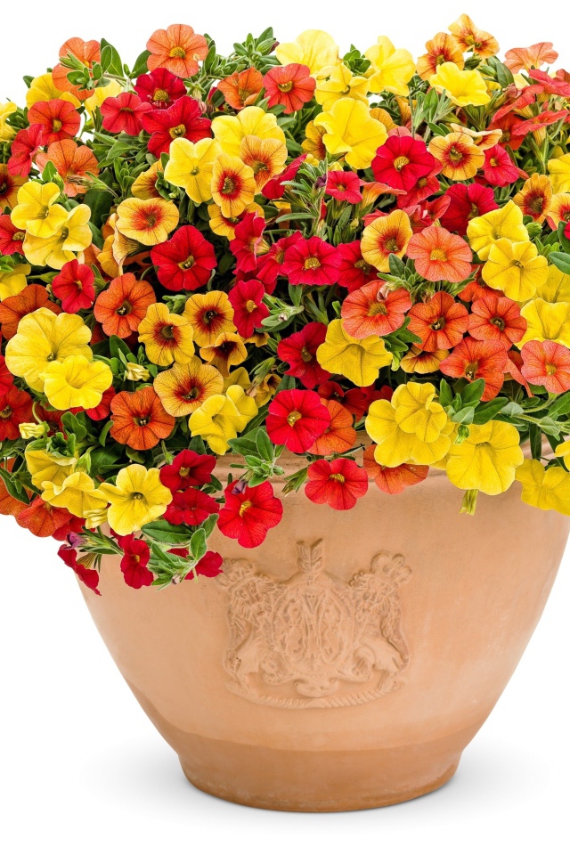 Разноцветные цветы петунии в горшке на белом фоне