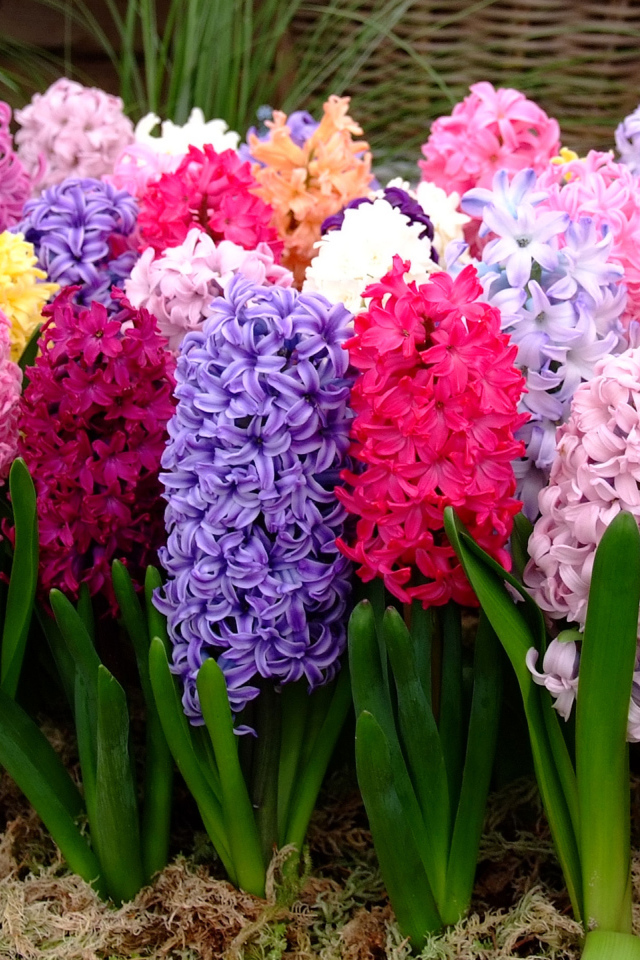 Разноцветные гиацинты крупным планом