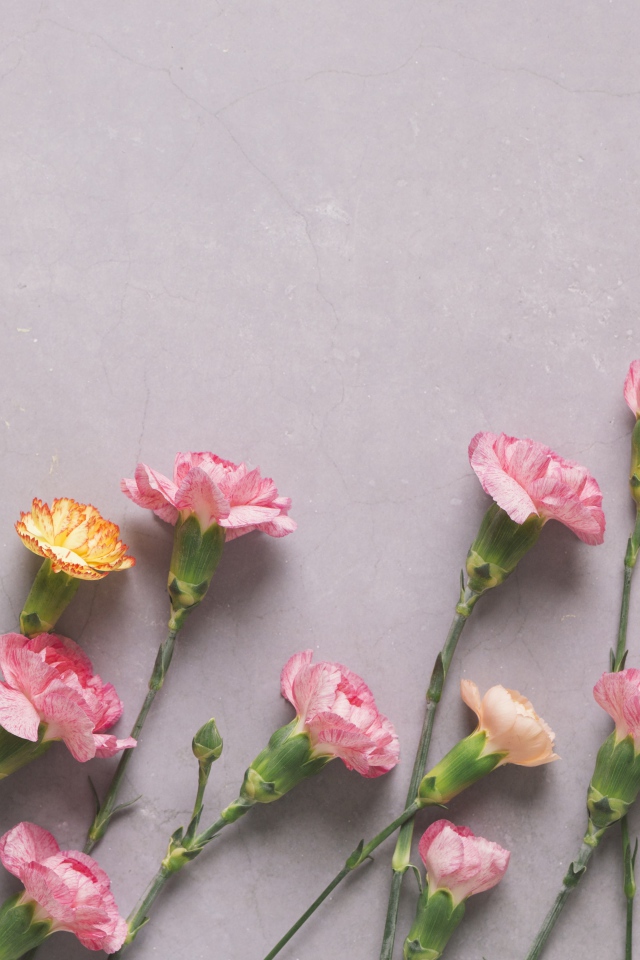 Разноцветные гвоздики на сером фоне
