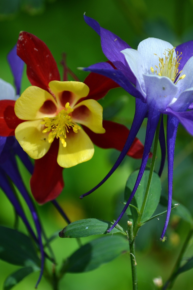 Разноцветные цветы водосбора на клумбе