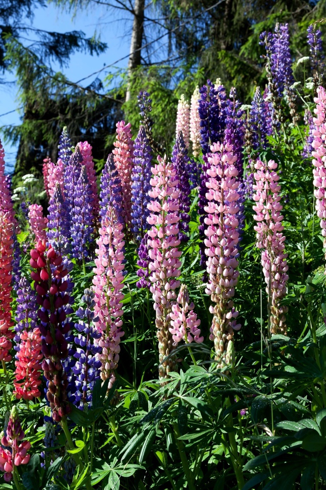 Разноцветные цветы люпина солнечным днем