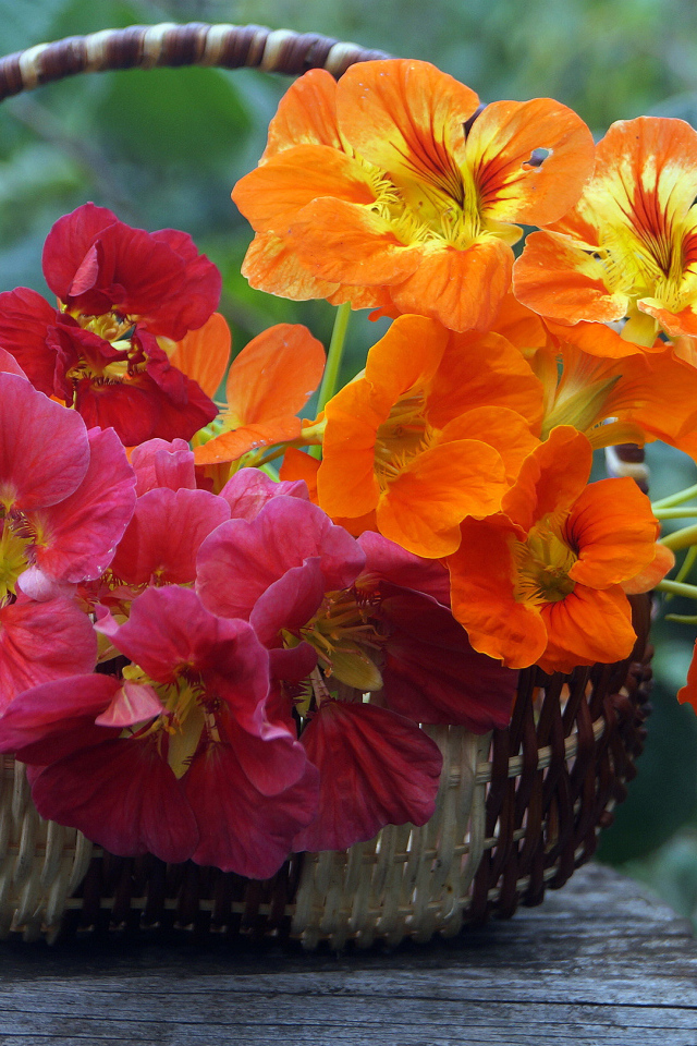 Разноцветные цветы настурция в корзине