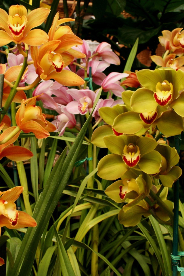 Разноцветные орхидеи в оранжерее