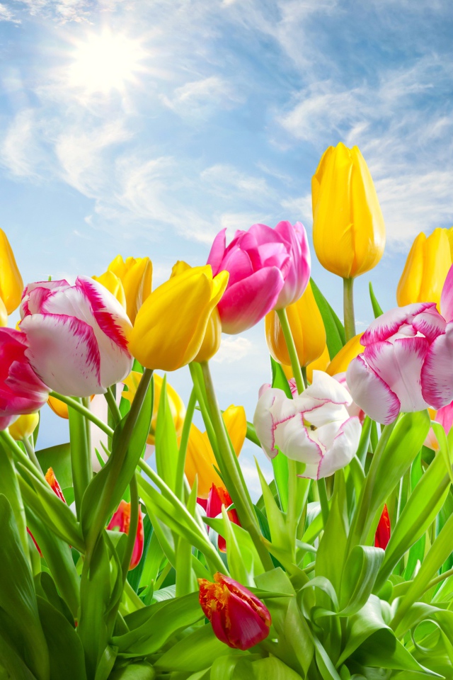 Разноцветные тюльпаны на фоне голубого неба с солнцем