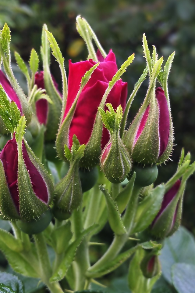 Нераспустившиеся бутоны красной розы вблизи