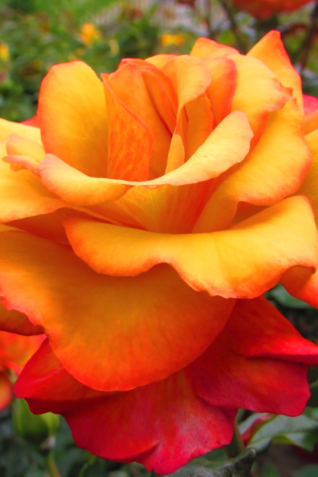 Оранжево - красная роза крупным планом