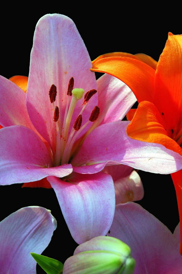 Оранжевые и розовые лилии крупным планом на черном фоне