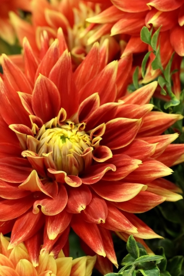 Оранжевые красивые георгины крупным планом 