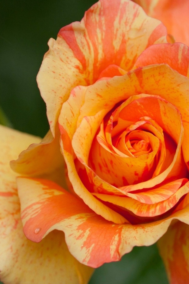 Оранжевая красивая роза с бутоном крупным планом