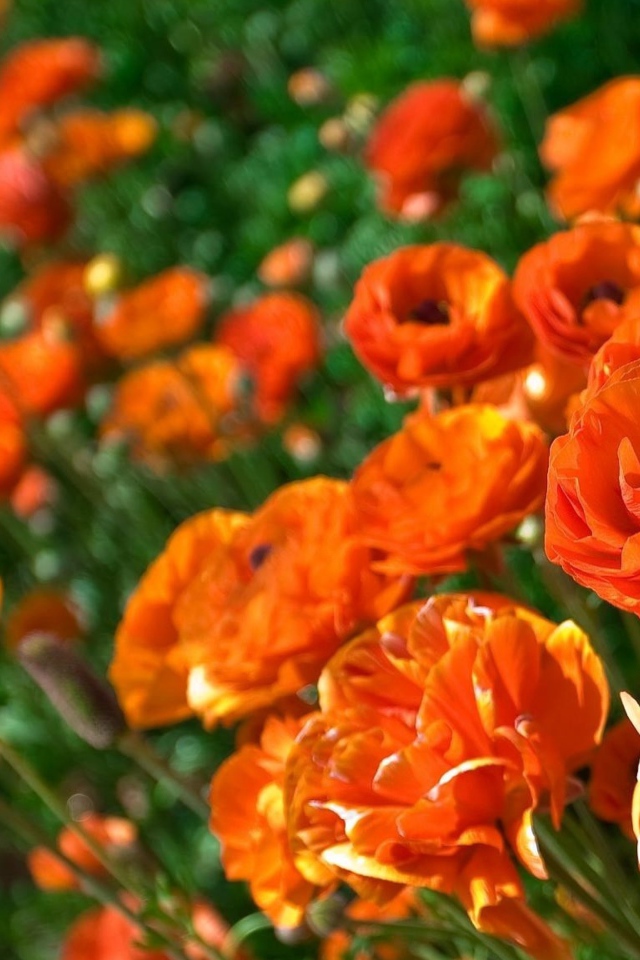 Оранжевые лютики крупным планом