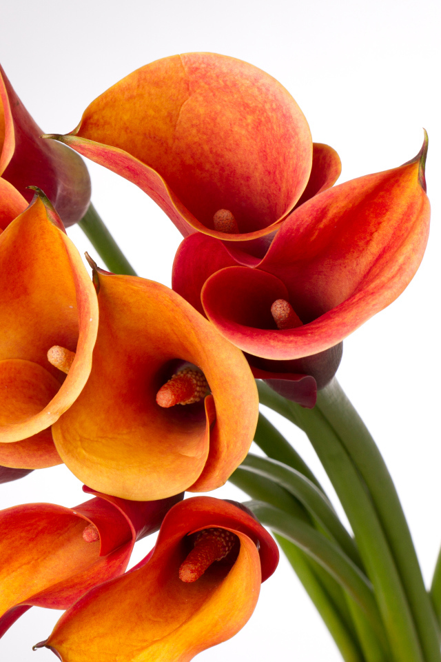 Оранжевые каллы на сером фоне крупным планом