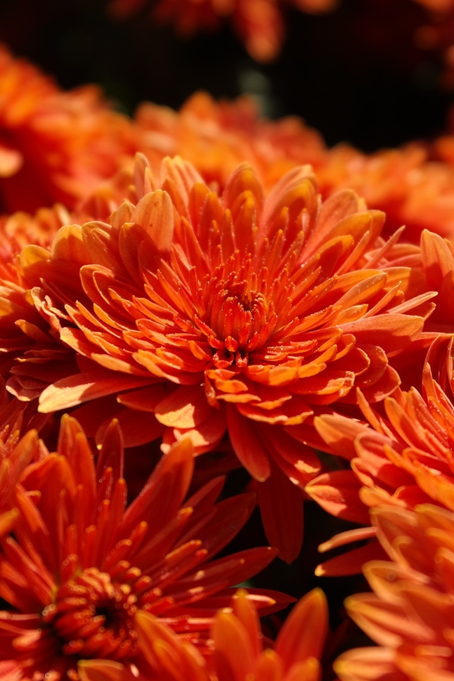 Оранжевые цветы хризантемы крупным планом