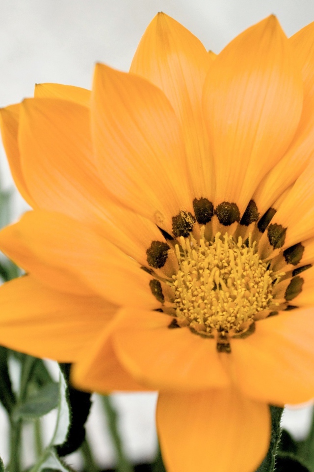 Оранжевый цветок газания с бутоном