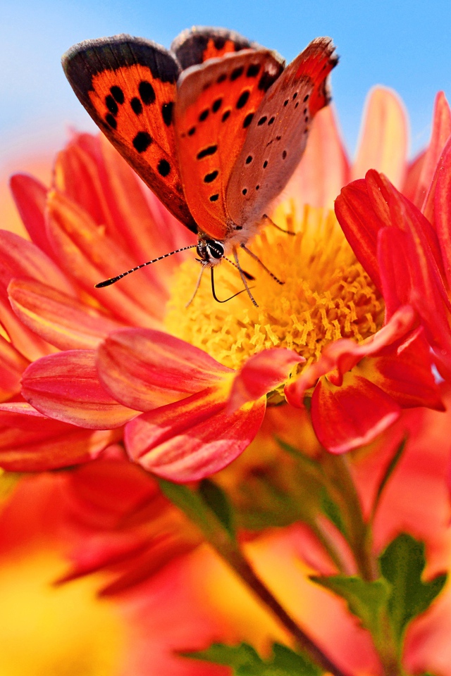 Оранжевые цветы георгина с бабочкой