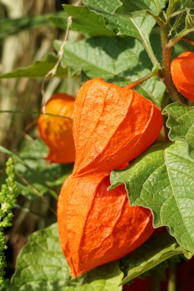 Оранжевые цветы физалиса крупным планом