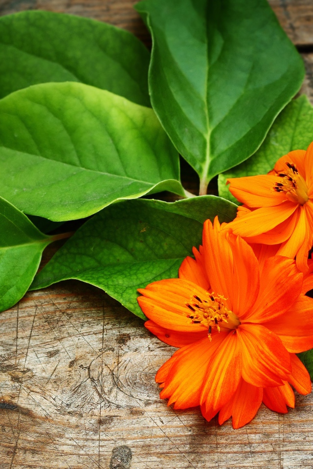 Оранжевые цветы с большими зелеными листьями