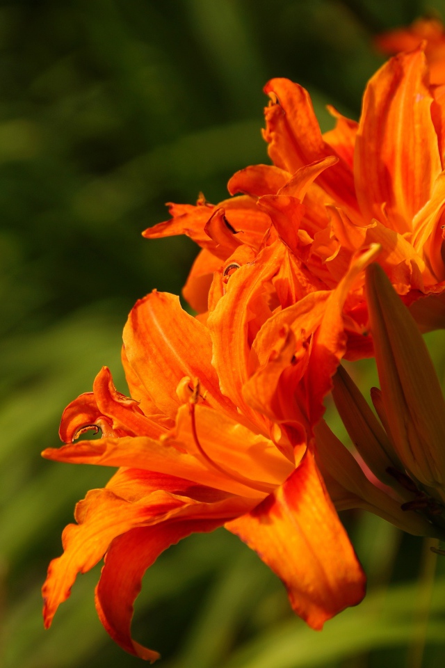 Оранжевые садовые лилии с бутонами