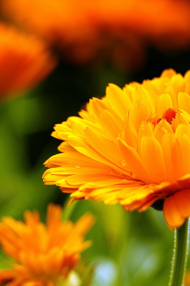 Оранжевый цветок герберы крупным планом