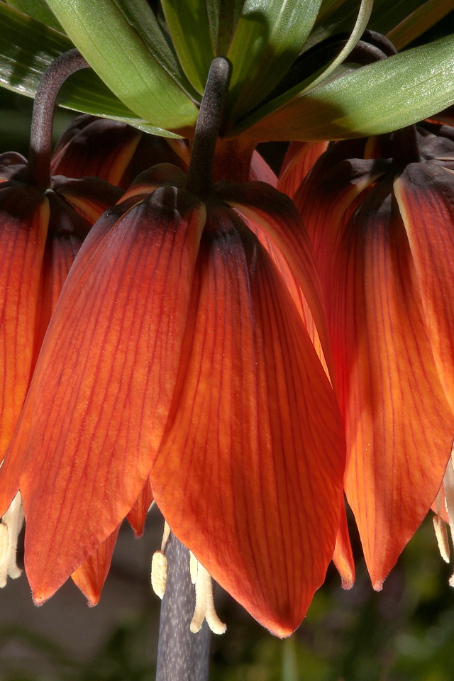 Оранжевые цветы рябчика крупным планом