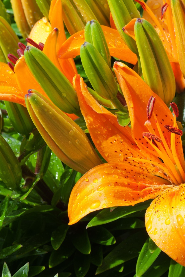 Оранжевые лилии с бутонами в каплях воды