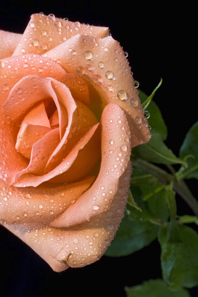 Оранжевый цветок розы в каплях росы на черном фоне