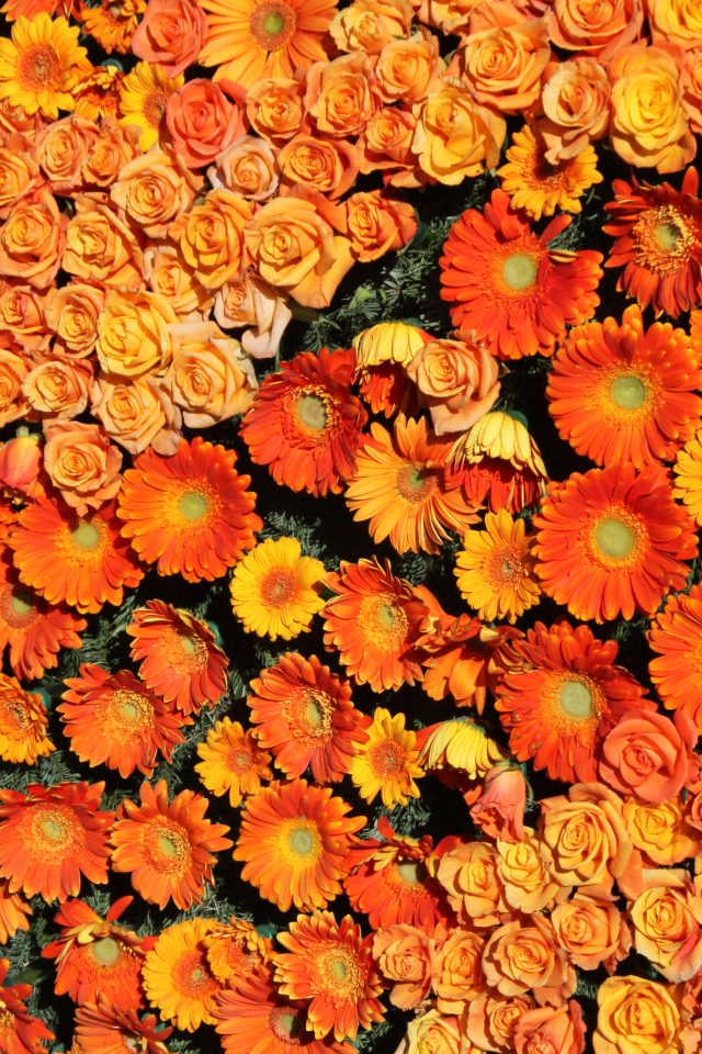 Оранжевые розы и герберы вид сверху