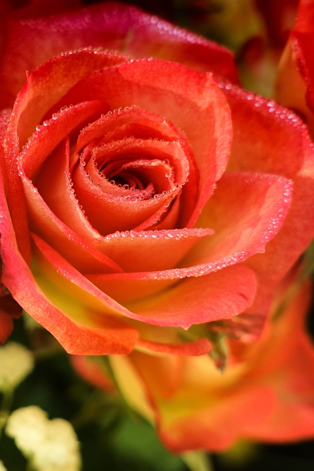 Оранжевые розы с росой на лепестках крупным планом
