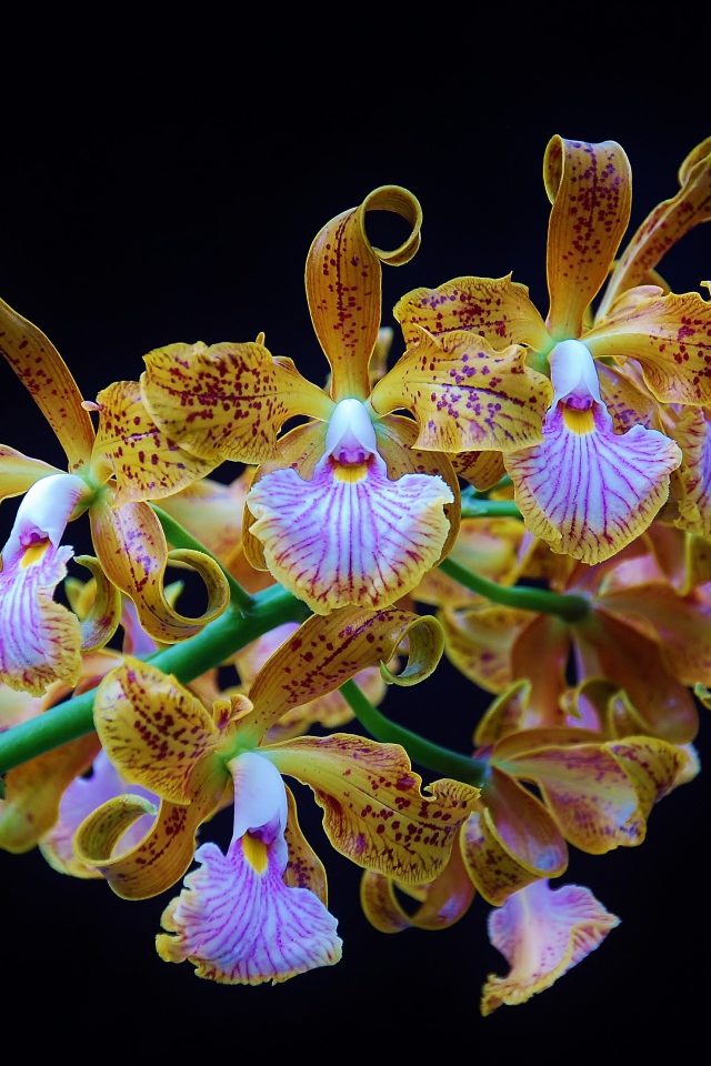 Оранжевые тигровые орхидеи на черном фоне