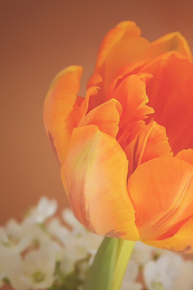 Оранжевый тюльпан крупным планом