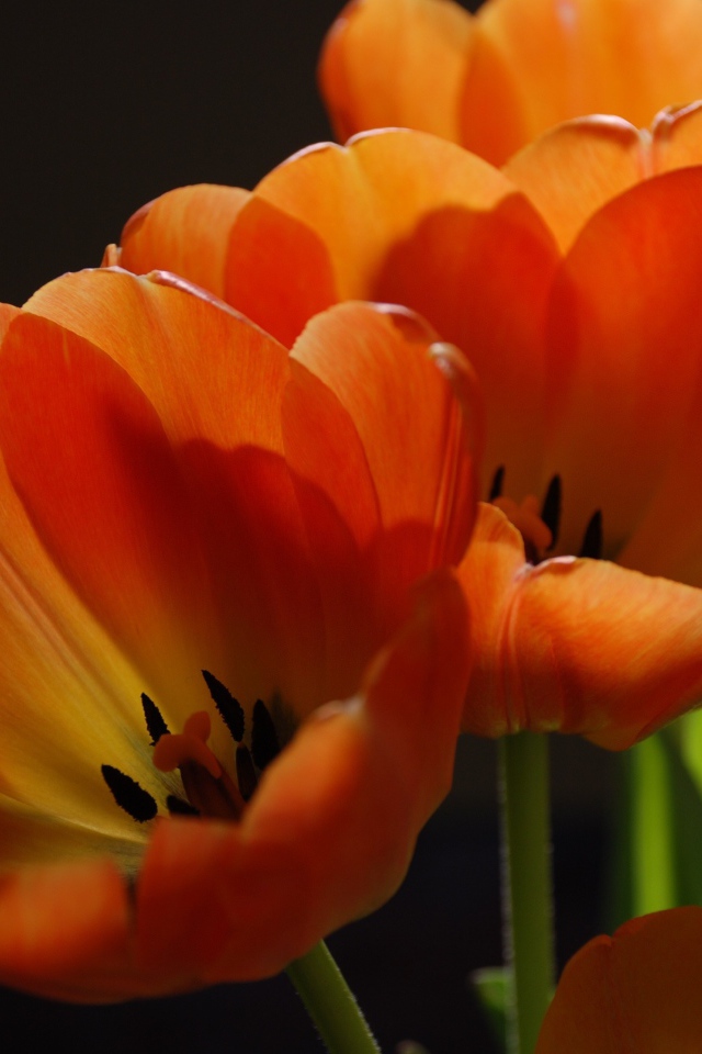Оранжевые тюльпаны крупным планом