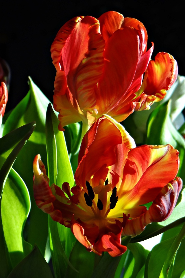 Оранжевые тюльпаны с зелеными листьями на черном фоне